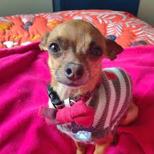 46 reviews of pound puppy rescue we adopted our beautiful puppy on monday, and had a wonderful experience with pound puppy rescue. Cute4kind A Tiny Guy With A Big Heart The Story Of Tucker
