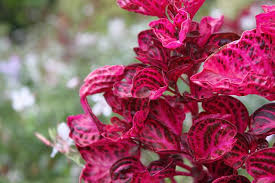 Image result for Iresine