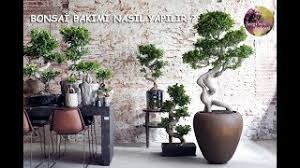 Ficus bonsai ağacı bakımı nasıl yapılır? Bonsai Bakimi Nasil Yapilir How To Care Bonsai English Cc Youtube