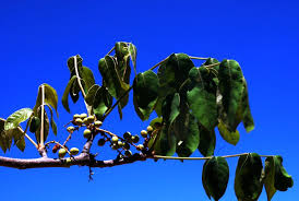 Image result for Lannea discolor