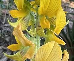 Image result for Crotalaria polytricha