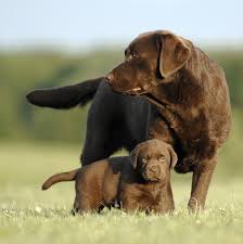 Most labrador retrievers are athletic; Breeding From Your Labrador The Labrador Site
