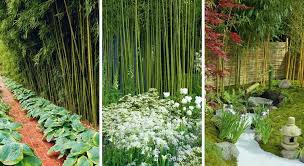 Ce bac à fleurs est conçu pour un fleurissement des rues et des allées urbaines. Bambou 6 Facons De L Utiliser Au Jardin