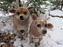 Antlers are made up of mainly calcium and phosphorus, but also includes other vital minerals such as potassium, magnesium, iron, sulphur and zinc. Knitted Dog Hats With Ears Easy Free Patterns Dog Hat Crochet Dog Hat Dog Pattern