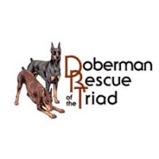 Is a doberman pinscher and a doberman different? Greensboro Nc Animal Shelters Rescues Chewy Com