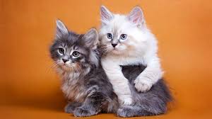 They are great with families with kids because they are both affectionate and playful. Siberian Price Personality Lifespan