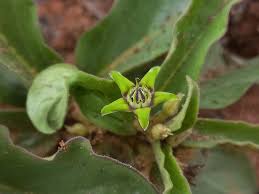 Image result for Raphionacme madiensis