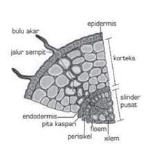 Silinder pusat (stele) o silinder pusat adalah bagian terdalam dari akar. Bagian Akar Sifat Struktur Macam Proses Lengkap