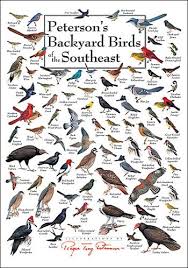 Garden Birds Of South Africa Identification Nature Posters Nature Wall Posters Wild Bird Identification Wall Posters At Fiddle Creek Farms Backyard Birds Birds Bird Identification
