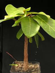 Image result for Ficus trichopoda