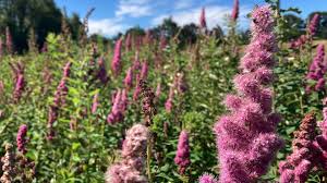 Image result for Spiraea douglasii