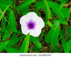 Image result for Ipomoea aquatica