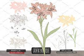 Amaryllis Flower Vector Clip Art Clip Art Amaryllis Flowers Flower Clipart