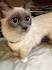 Munchkin Siamese Kitten | Munchkin cat, Munchkin kitten