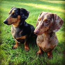 Pin By Mindy Hunter On So Cute Dapple Dachshund Daschund Dog Dachshund