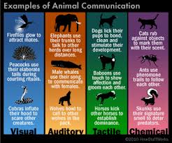 How Do Animals Communicate Howstuffworks