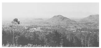 Image result for Helichrysum whyteanum