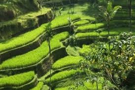 Jun 27, 2021 · pulau siladen menjadi salah satu destinasi wisata di manado yang harus masuk daftar tempat wajib untuk anda kunjungi ketika berada di sulawesi utara. Sukabumi Buka Lahan Sawah Baru Dengan Model Terasering Republika Online