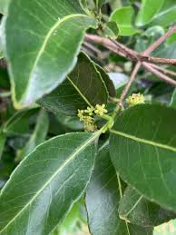 Image result for Elaeodendron