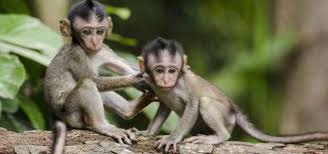 Il vaiolo delle scimmie è un alfaherpesvirus enzootico, l'uncio delle scimmie tra quelli identificati che mostra una grave patogenicità anche . Secvbvl4xm6jnm