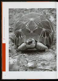 Image result for Decorsea schlechteri