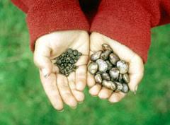 Image result for Amphicarpaea