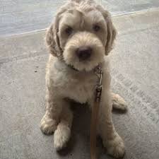 They hope these can be reliably passed down from one generation to the next. 9 Australian Labradoodle Breeders For Agape Paws Ideas Australian Labradoodle Labradoodle Labradoodle Breeders