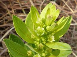 Image result for Clutia monticola