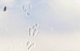 Squirrels, on the other hand, are diggers that'll often show signs of where they've ducked underneath the snow and dug for buried nuts. Rabbit Tracks In The Fresh Snow Stock Photo Picture And Royalty Free Image Image 133528512