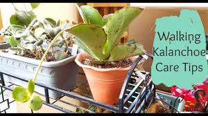 Walking Kalanchoe Care Tips Kalanchoe Synsepala Mother Plant Unique Plants Plants