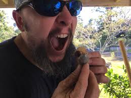 Is a giant grub in fresh compost a problem?