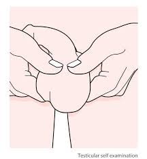 Testicular cancer is uncommon, accounting for less than 1% of all internal organ malignancies 2. How To Check For Testicular Cancer Checking For Lumps Macmillan Cancer Support