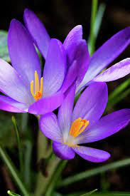 Pin On Expressions Of Flowers 3