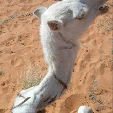 Camel case (sometimes stylized as camelcase or camelcase; Pdf Clinical Observations On The Wry Neck Syndrome Or Torticollis In The Camel Camelus Dromedarius Population Of Kenya And Sudan