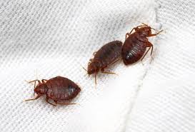 Mice and rats are known for the destruction they. Bed Bug Exterminator Dallas Cost Find Low Rate Treatments With Bed Bug By Bed Bug Treatment Medium