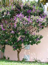 Tropical flowering trees in florida. Tibouchina Tree
