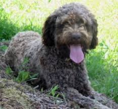 Jul 11, 2021 · free hunting dog classifieds for the upland bird hunter and wetland waterfowl hunter. Lagotto Romagnolo Of Canada Lrc Working Lagotto Dogs Ducketttruffieres Com