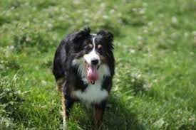 5 Best Border Collie Breeders In Ohio 2021 We Love Doodles