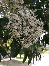 Image result for Nuxia floribunda