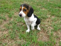 (1520 nw 52nd st, miami, fl) hide this posting restore restore this posting. Not Puppyfind Craigslist Oodle Kijiji Hoobly Ebay Marketplace Jacksonville Florida Beagle Youtube