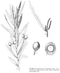 Image result for Podocarpaceae