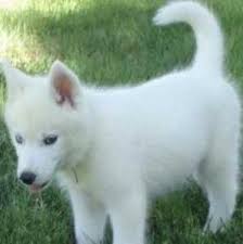 Black And White Husky Puppy With Blue Eyes White Husky Puppy White Husky Puppy White Husky White Siberian Husky
