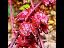 Opuntia or prickly pear cactus health benefits: Roselle Facts And Health Benefits