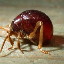 They could enter your stored food and often scare the children their existence is somehow regarded as normal, and most would like to eradicate them. Freaky Bugs Reliable Pest Solutions
