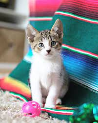 Can Cats See In Color Cats May Not Be Able To See All The Colors In A Rainbow Like Humans Can They Also Dont See The Richne Cats Cat Behavior All