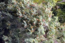 Image result for Indigofera lyallii