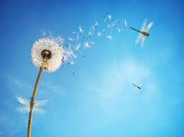 Maybe you would like to learn more about one of these? Dandelion Flower Wallpaper 4k Dragonflies Dandelion Seeds White Flower Flowers 2611