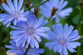 Image result for Cichorium