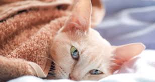 For example, if your cat used to jump to the table after seeing food, or run every night down the street for a long time and now it takes them. How To Manage Pain In A Pet With Cancer Petcoach