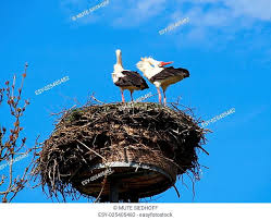 Finde diesen pin und vieles mehr auf sterne falten von mute siedhoff. Child Delivery By A White Stork Stock Photos And Images Agefotostock